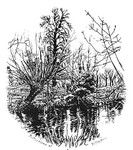 Reflections at Rollesby