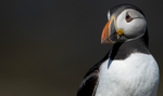 PUFFIN, ISLE MULL, SCOTLAND