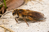 Andrena bucephala (f)