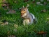 Grey Squirrel