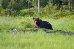Brown Bear