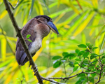 Boat-billed Heron side-on, Costa Rica