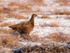 Red Grouse