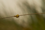 Snail at Ballyhiernan beach