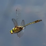 Downy Emerald (Cordulia aenea) M