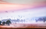 Crow frenzy at dawn