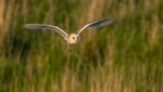 Barn Owl