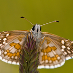 Safflower Skipper (Pyrgus carthami)