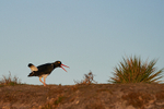 Magellanic Oystercatcher
