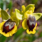 Corsican Ophrys (Ophrys corsica) 