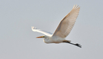 Great White Egret
