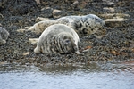 Atlantic Grey and Common Seals