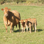 Mother with Calves, Ireland