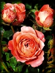 Fragile_Pink