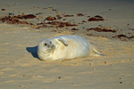 Atlantic Grey Seal