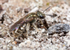 Lasioglossum smeathmanellum