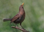 Blackbird