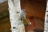 Siberian Jay