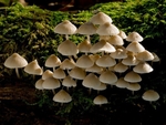 Mycena sp. (05)