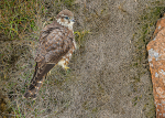 Merlin