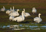 Whooper Swans