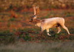 Fallow Deer