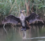 Cormorant