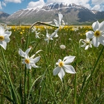 Wild Tulips (Tulipa sylvestris ssp australis) growing with Poet's Narcissus (Narcissus poeticus