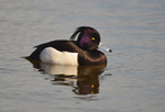 Tufted Duck