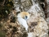 Gannet