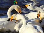 Whooper Swans squabbling over food, Tjörnin, Reykjavik, Iceland