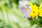 Silver Studded Blue