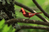 Northern Cardinal (male) collecting food for chicks, Hawaii