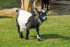 Pygmy Goat - DSC_0119