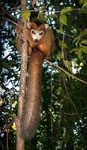 Male crowned lemur