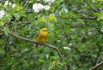 Yellowhammer