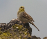 Cinereous Bunting
