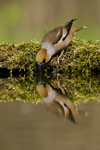 Hawfinch (m)
