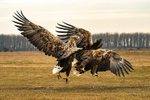 White-tailed Eagle   (confrontation)