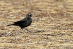 Brewer's Blackbird (male), New Mexico, USA