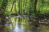 Summer Stream