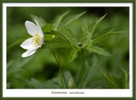Anemone canadensis