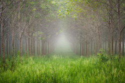 The Poplar month of June