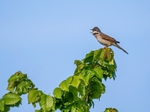 Common Whitethroat