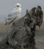 Snowy Owl 2012-4