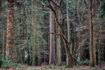 New Forest Tall Trees 04