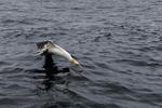 Gannets_0013