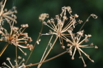 Dead Blossom
