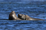 Elephant Seals wrestling in sea, Carcass Island, Falklands