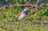 Red-spotted Bluethroat